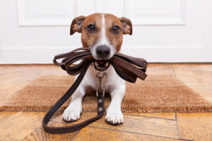 Dog with Leash — Chicago, IL — Affordable Moving Company, Inc.